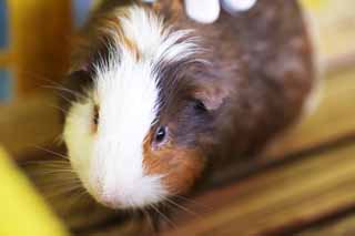 photo,material,free,landscape,picture,stock photo,Creative Commons,Guinea pig, More MORU, Guinea pig, Livestock, Cavia