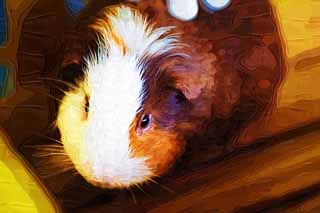 illust, , , , , ,  ,  , ., ,  MORU,  , Livestock, Cavia