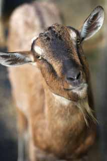 photo,material,free,landscape,picture,stock photo,Creative Commons,Goat, Goat, , Livestock, 