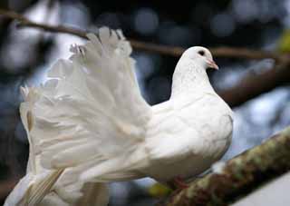 photo,material,free,landscape,picture,stock photo,Creative Commons,White pigeons, Hato, Pigeon, Dove, Wing