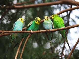 fotografia, materiale, libero il panorama, dipinga, fotografia di scorta,Budgerigar, Parrocchetto, Questo meteorico, , Ala