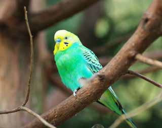 photo,material,free,landscape,picture,stock photo,Creative Commons,Budgerigar, Parakeet, This meteoric, , Wing