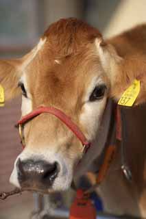 photo,material,free,landscape,picture,stock photo,Creative Commons,Jersey cattle, Milk, Cattle, Ox, Cattle