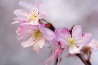 photo,material,free,landscape,picture,stock photo,Creative Commons,Cherry blossoms fall, Sakura, Cherry, Sakura, Sakura fall