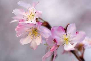 fotografia, materiale, libero il panorama, dipinga, fotografia di scorta,Fiori ciliegio caduta, Sakura, Cherry, , Sakura cade