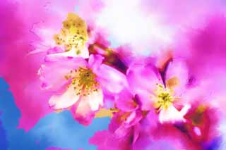 illust,tela,gratis,paisaje,fotografa,idea,pintura,Lpiz de color,dibujo,Flores de cerezo caen, Sakura, Cereza, , Cada de Sakura