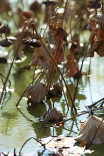 photo,material,free,landscape,picture,stock photo,Creative Commons,Lotus fields in winter, Hass, Lotus, Autumn Leaves, End