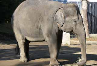 photo,material,free,landscape,picture,stock photo,Creative Commons,Indian elephant, Indian elephant, Elephant, Elephant, The Elephant