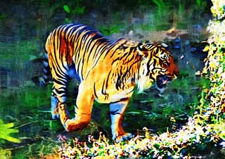 illustration,material,free,landscape,picture,painting,color pencil,crayon,drawing,Sumatran tiger, Tora, Taken, Tiger, Sumatran tiger