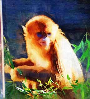 illust, materiell, befreit, Landschaft, Bild, Gemlde, Farbbleistift, Wachsmalstift, Zeichnung,,Golden Brskierung-nosed Monkey, Neugierig, Affen, Affe, Sohn Goku