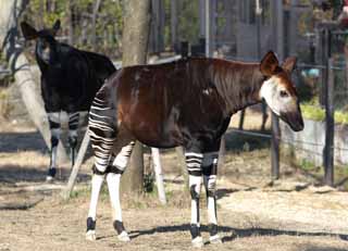 photo,material,free,landscape,picture,stock photo,Creative Commons,Okapi, Okapi, With PI?, Sir Harry Johnston, British explorer