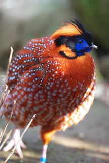 fotografia, material, livra, ajardine, imagine, proveja fotografia,Temminck's Tragopan, Phasianidae, Laranja, Mancha, Vistoso