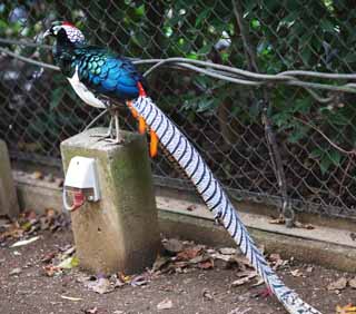 photo,material,free,landscape,picture,stock photo,Creative Commons,Lady Amherst's pheasant, Phasianidae, Long tail, Blue, Showy