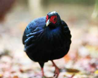 photo,material,free,landscape,picture,stock photo,Creative Commons,Vietnamese pheasant, Phasianidae, KOSANKEI, Red and blue., Showy