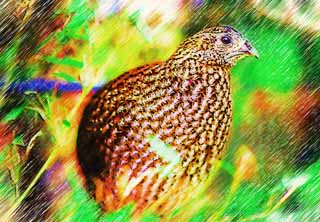 illust, , , , , ,  ,  , .,Temminck  Tragopan, Phasianidae, , ,  