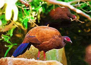 illustration,material,free,landscape,picture,painting,color pencil,crayon,drawing,Vietnamese pheasant, Phasianidae, Brown, Red and blue., Plainer