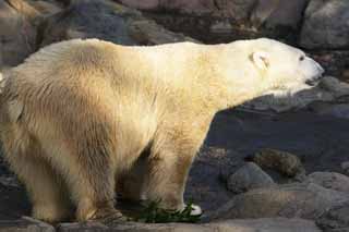 photo,material,free,landscape,picture,stock photo,Creative Commons,Polar bear, , Polar bear, SHIROKUMA, Endangered species