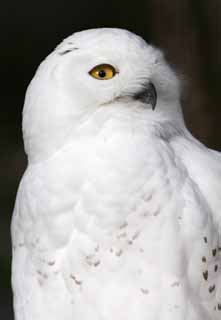 photo,material,free,landscape,picture,stock photo,Creative Commons,Snowy owl, White Owl, Catholic Owl, Snowy owl, Eyes
