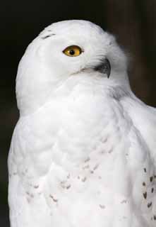 photo, la matire, libre, amnage, dcrivez, photo de la rserve,Harfang des neiges, Hibou blanc, Hibou catholique, Hibou neigeux, Yeux