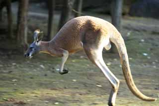 foto,tela,gratis,paisaje,fotografa,idea,Red canguro, Canguro, Australia, Hot-for -, Marsupial