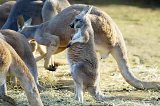 photo, la matire, libre, amnage, dcrivez, photo de la rserve,Kangourou rouge, Kangourou, Australie, Chaud-pour -, Marsupial