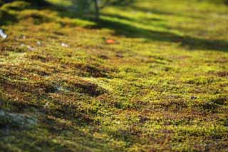 photo,material,free,landscape,picture,stock photo,Creative Commons,A carpet of moss, Moss, , , Kyoto