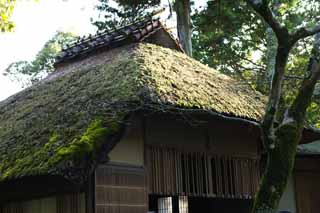 photo,material,free,landscape,picture,stock photo,Creative Commons,YUKA in Pavilion Kinkakuji, World Heritage, Golden Pavilion, Tea, Kyoto