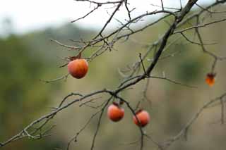 fotografia, material, livra, ajardine, imagine, proveja fotografia,Inverno persimmons, Herana mundial, Ostra, Fruta, 