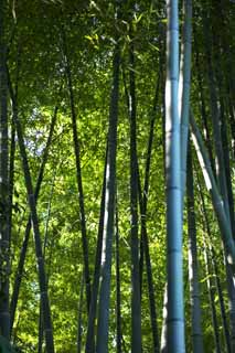 Foto, materieel, vrij, landschap, schilderstuk, bevoorraden foto,Bamboe, Bamboo gras, Bamboo, Gedeelte, Groen