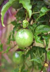 photo, la matire, libre, amnage, dcrivez, photo de la rserve,Fruits de la passion, fruit, vert, , 