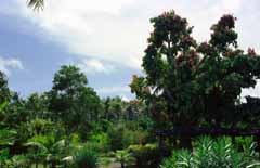 fotografia, materiale, libero il panorama, dipinga, fotografia di scorta,Giungla di pomeriggio, albero, verde, cielo blu, 