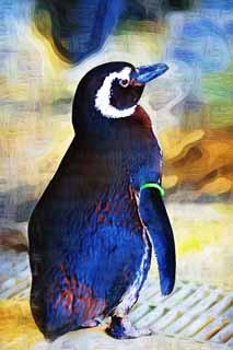 illustration,material,free,landscape,picture,painting,color pencil,crayon,drawing,Magellanic penguins, PEN Ginga, Penguin, Bill, Wings
