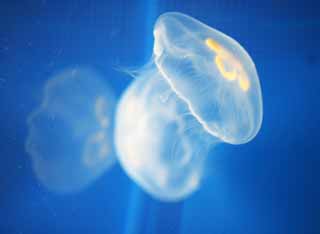 photo,material,free,landscape,picture,stock photo,Creative Commons,Aurelia, Jellyfish, Jellyfish, Jellyfish, Jellyfish