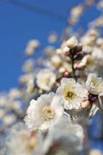 photo,material,free,landscape,picture,stock photo,Creative Commons,Plum Orchard's White Plum Flower, UME, Plums, Plum, Branch