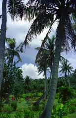 Foto, materiell, befreit, Landschaft, Bild, hat Foto auf Lager,Handflchenbaum und Wolke, Wolke, blau, , 