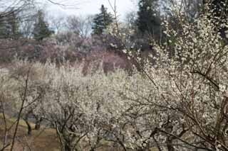 photo,material,free,landscape,picture,stock photo,Creative Commons,Plum Orchard's White Plum Flower, UME, Plums, Plum, Branch