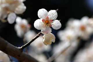 photo,material,free,landscape,picture,stock photo,Creative Commons,Plum Orchard's White Plum Flower, UME, Plums, Plum, Branch