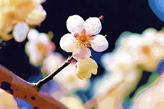 illustration,material,free,landscape,picture,painting,color pencil,crayon,drawing,Plum Orchard's White Plum Flower, UME, Plums, Plum, Branch