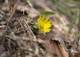 Foto, materiell, befreit, Landschaft, Bild, hat Foto auf Lager,Fernost Amur Adonis, Amur adonis, Gelb, Frhling, Boden