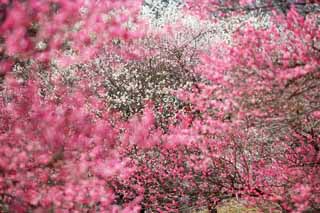 Foto, materieel, vrij, landschap, schilderstuk, bevoorraden foto,Plum boomgaard van de rode bloem Plum, UME, Pruimen, Pruim, Aftakking