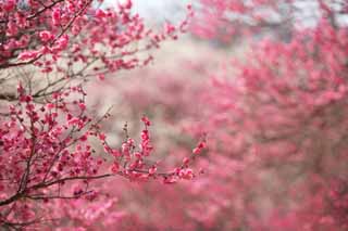 Foto, materieel, vrij, landschap, schilderstuk, bevoorraden foto,Plum boomgaard van de rode bloem Plum, UME, Pruimen, Pruim, Aftakking