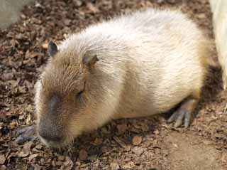 Foto, materieel, vrij, landschap, schilderstuk, bevoorraden foto,Capybara, Capybara, Rat, Muis, Namiddag Dutje