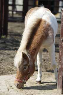 photo,material,free,landscape,picture,stock photo,Creative Commons,Horse, Horse, Horse, Horse, Mane