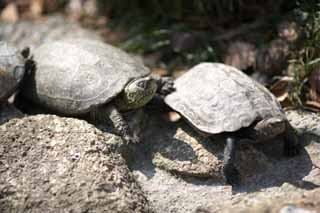 photo, la matire, libre, amnage, dcrivez, photo de la rserve,Reeve's Turtle, Tortue, Urne, , Reptile