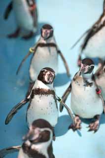 fotografia, materiale, libero il panorama, dipinga, fotografia di scorta,Humboldt Penguin, Penna Ginga, Pinguino, YOCHIYOCHI cammina, Bill