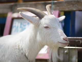 photo,material,free,landscape,picture,stock photo,Creative Commons,Goat, Goat, Goat, Goat, Livestock