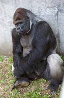 , , , , ,  .,,  GORI, Gorilla, Hominid, Silverback