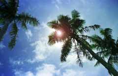 photo,material,free,landscape,picture,stock photo,Creative Commons,Palm shade (improved), sun, blue, , 