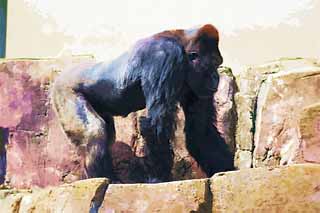 illustration,material,free,landscape,picture,painting,color pencil,crayon,drawing,Gorilla, They GORI, Gorilla, Hominid, Silverback