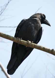 Foto, materieel, vrij, landschap, schilderstuk, bevoorraden foto,Crow, KARASU, Kraai, Zijdeachtig, Raaf